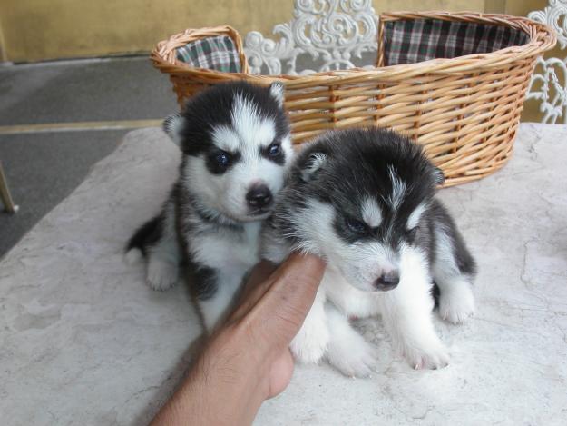 Wolf Puppies For Sale. Puggle hybrid wolf puppies