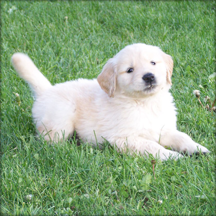 golden retriever puppies for sale in ohio. Playful Golden retriever puppies now available - Dogs for sale,