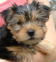 Perfect Yorkie Puppy Ready to go to lovely homeS for X-MASS